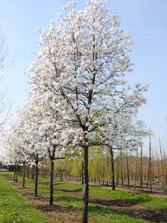 Magnolia loebneri Merrill2