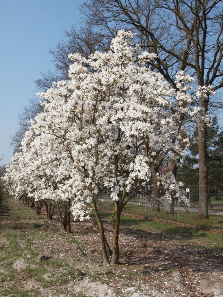 Magnolia loebneri Merrill4