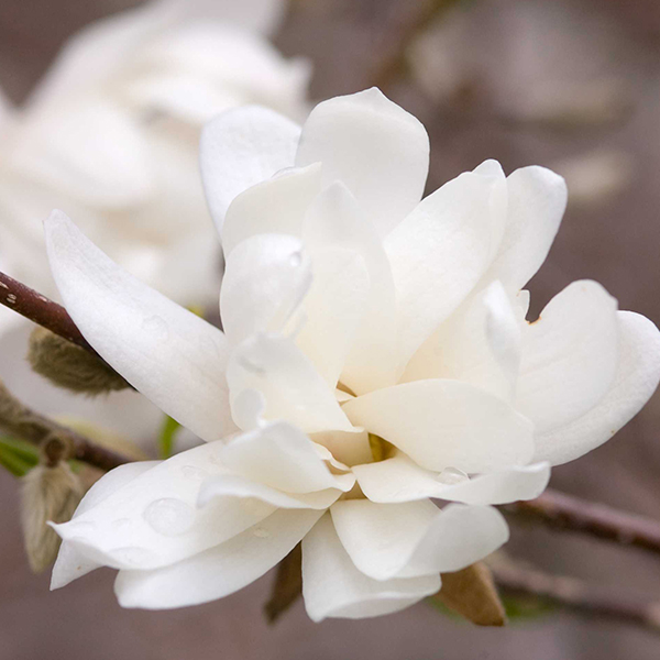 Magnolia loebneri Merrill8