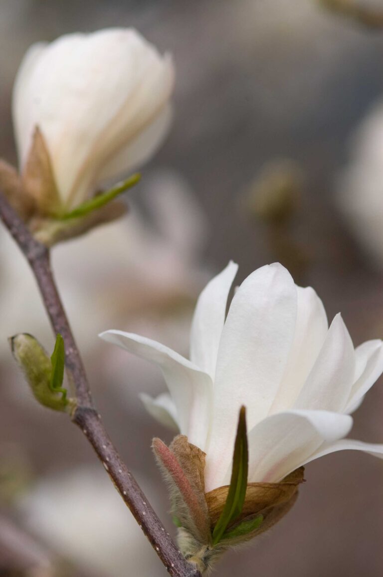 Magnolia loebneri Merrill9