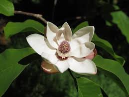 Magnolia obovata1