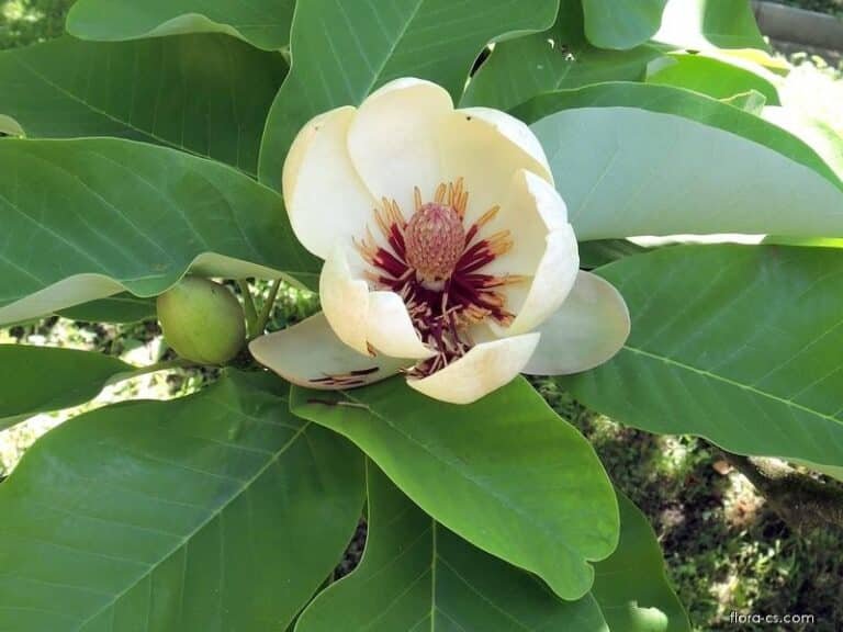 Magnolia obovata3