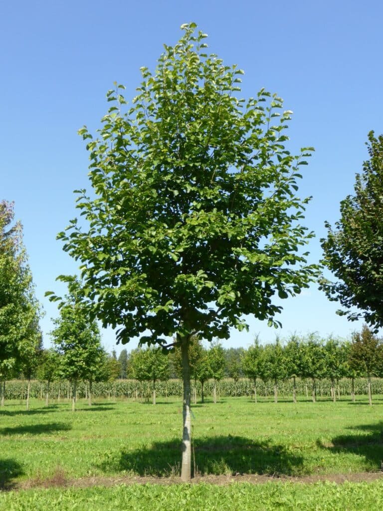 Magnolia obovata5