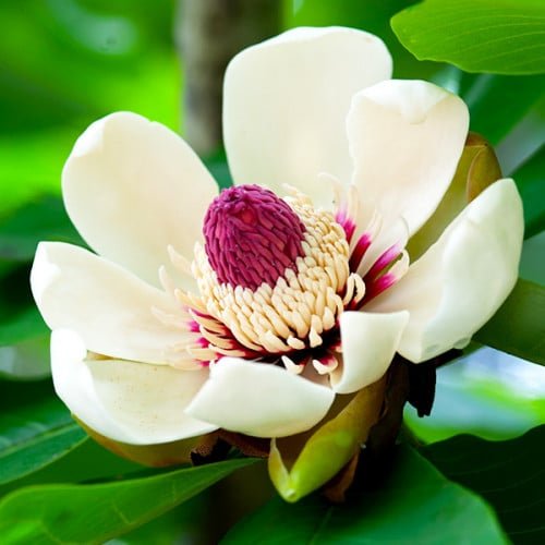 Magnolia obovata6