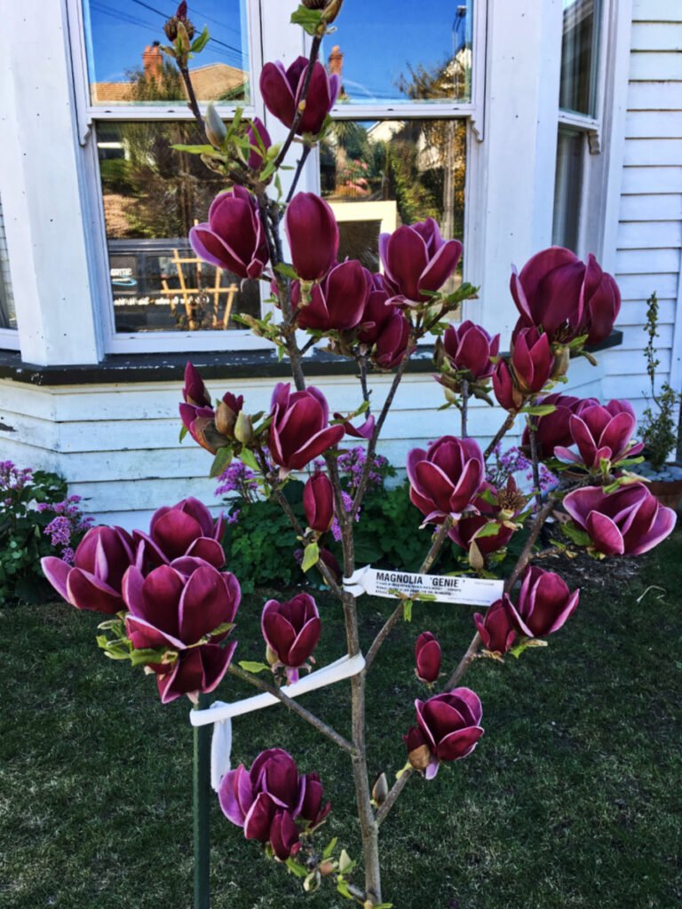 Magnolia soulangeana Genie5