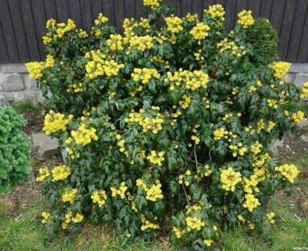 Mahonia aquifolium Магонія падуболиста