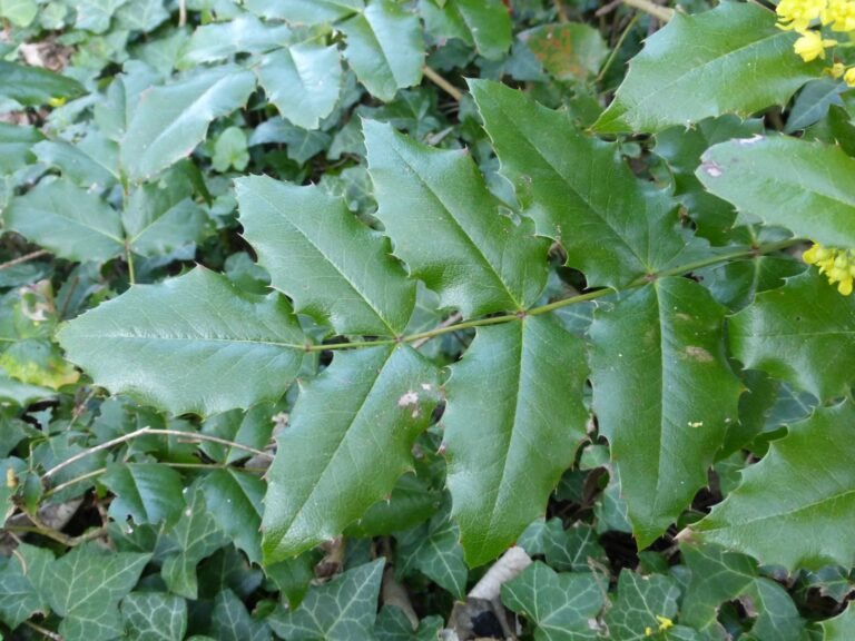 Mahonia aquifolium2
