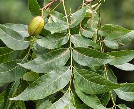 Nucis Carya illinoinensis Горіх звичайний Карія Пекан