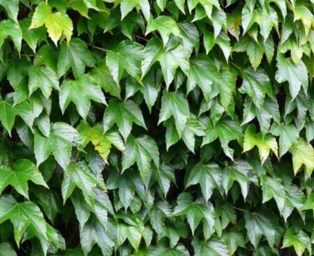 Parthenocissus tricuspidata Veitchii2 Виноград тризагострений Віча