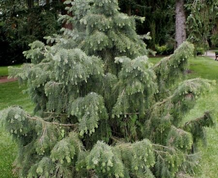 Picea breweriana5 Ялина Брюера