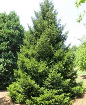 Picea orientalis3 Ялина східна