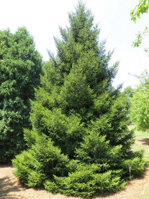 Picea orientalis3