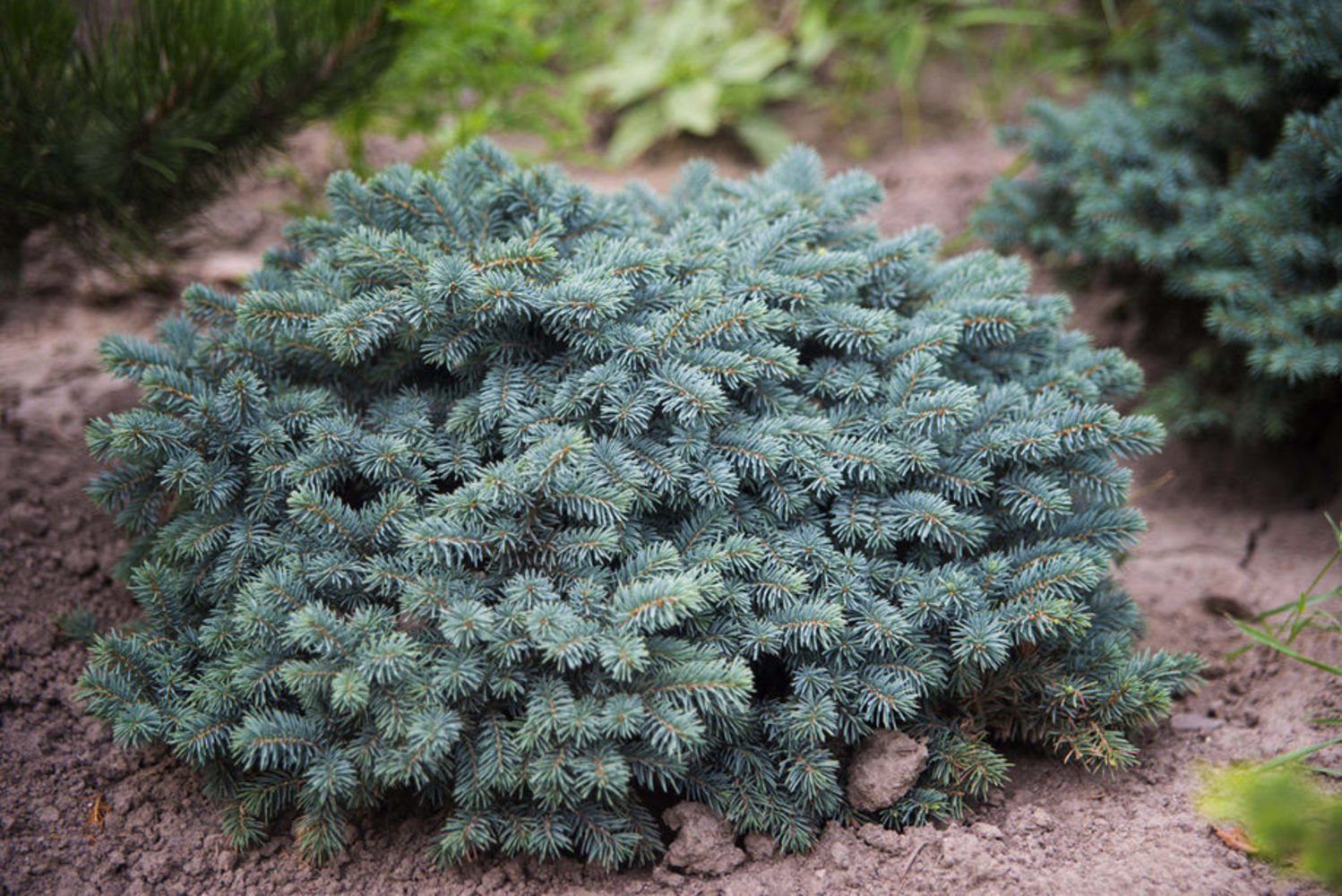 Ялина голуба колюча Waldbrunn