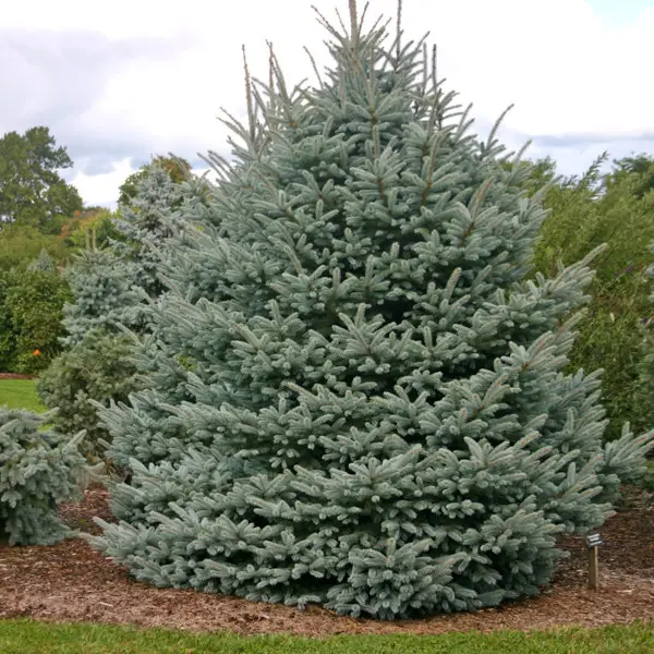 Picea wilsonii1