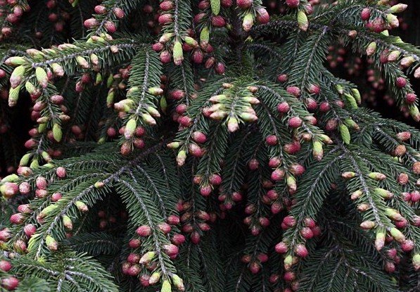 Picea wilsonii3