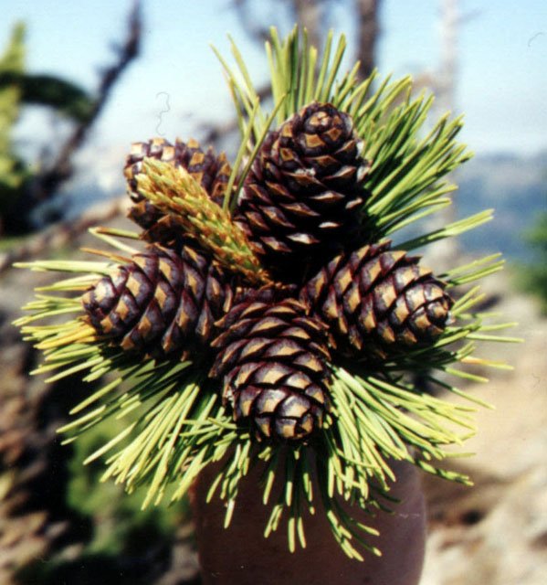 Pinus albicaulis3