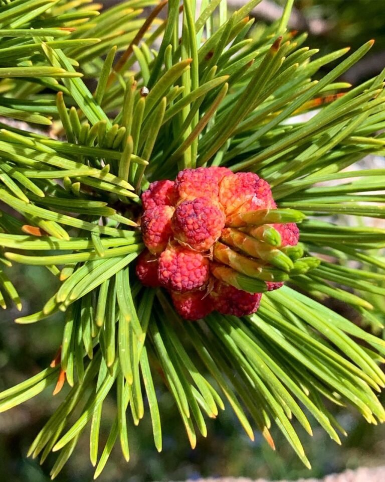 Pinus albicaulis4