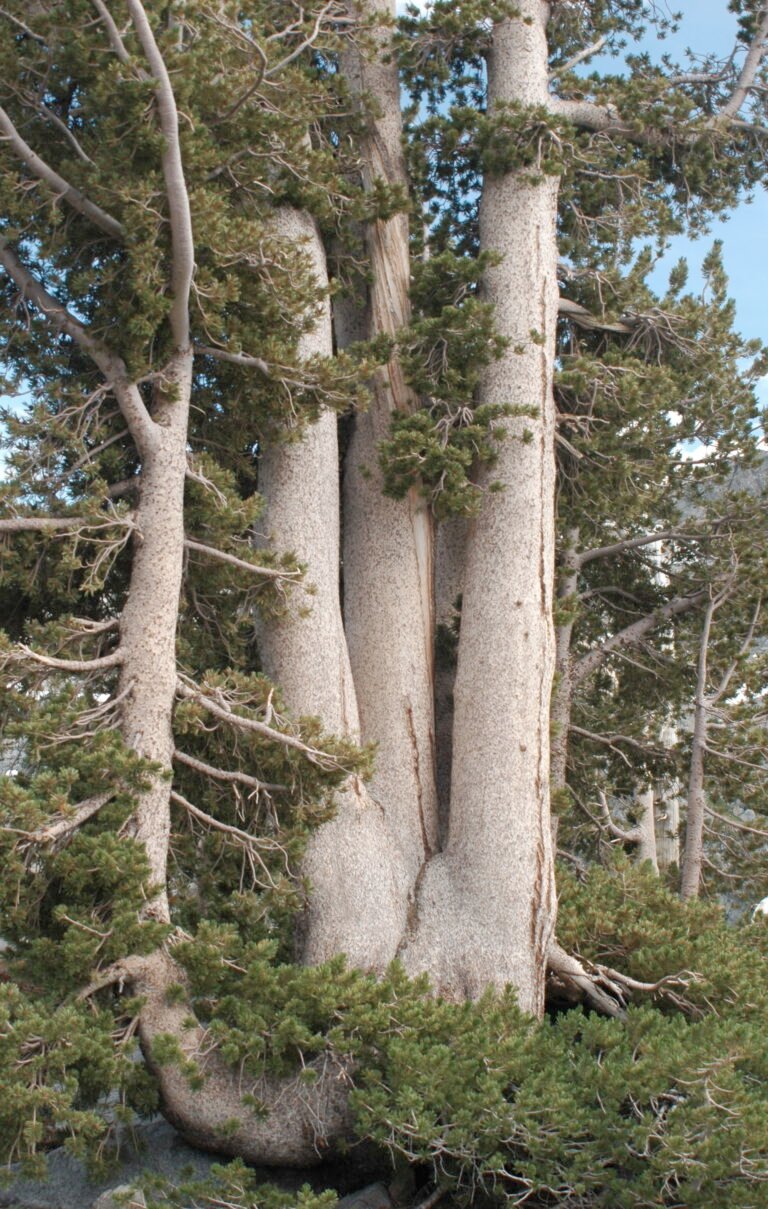 Pinus albicaulis5