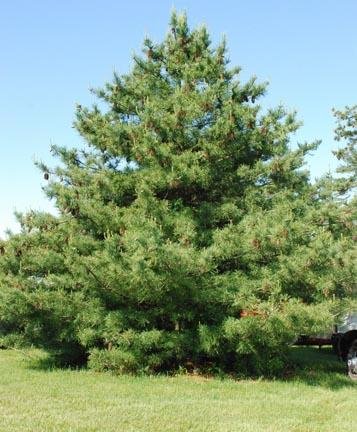 Pinus armandii1