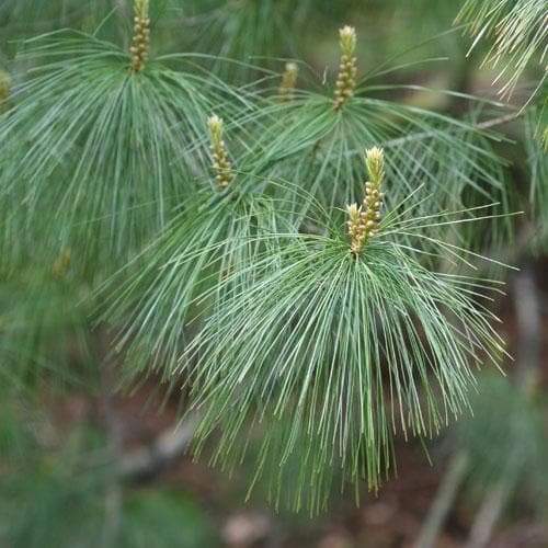 Pinus armandii2