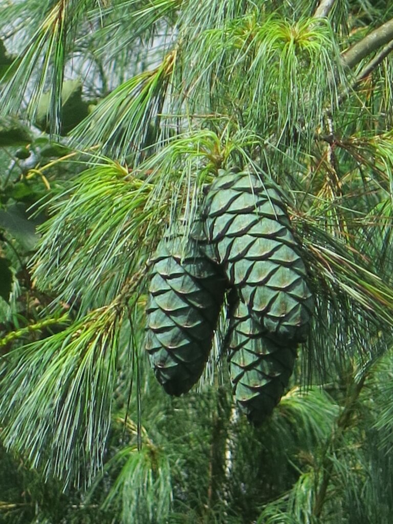 Pinus armandii3