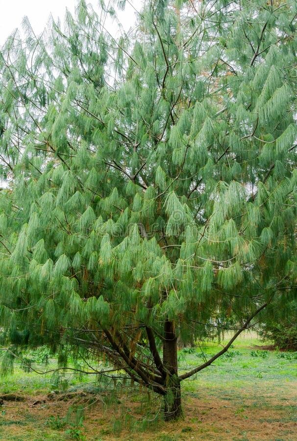 Pinus armandii4
