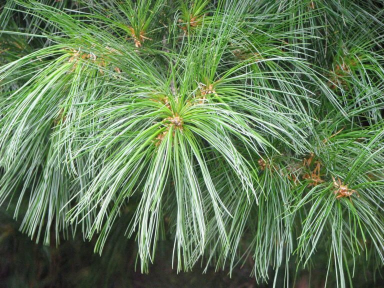 Pinus armandii5