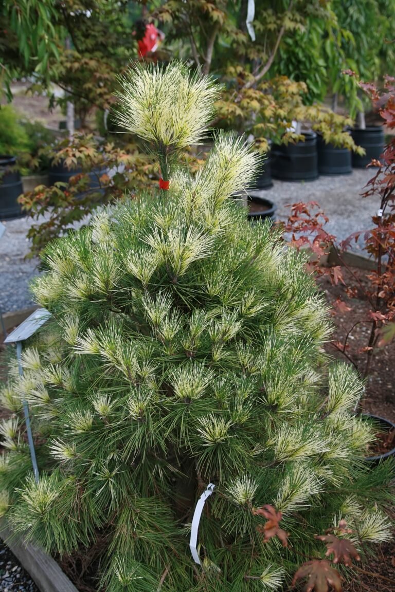 Pinus densiflora Oculus Draconis4