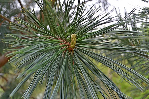 Pinus-flexilis