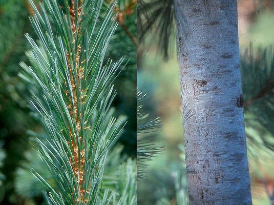 Pinus-flexilis6