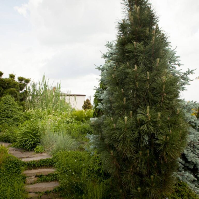 Pinus nigra Green Rocket1