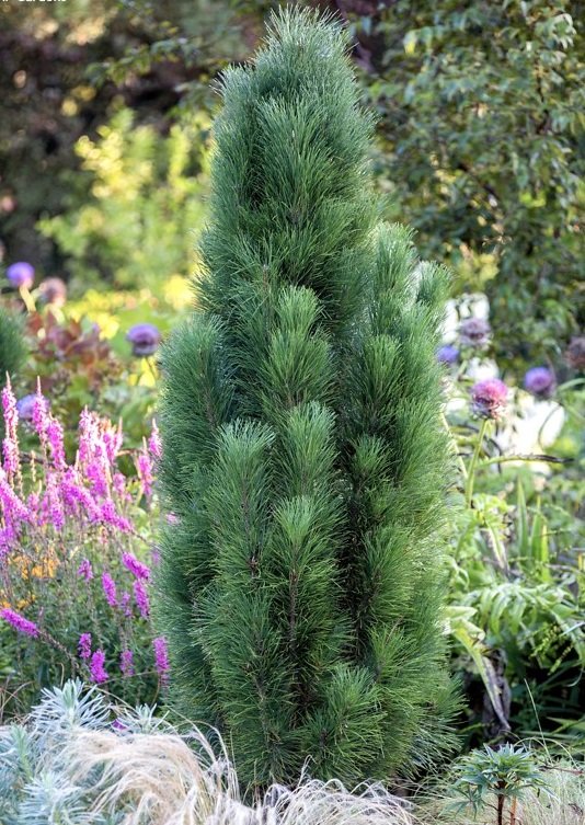 Pinus nigra 'Green Tower', Austrian Pine, Conifer. August