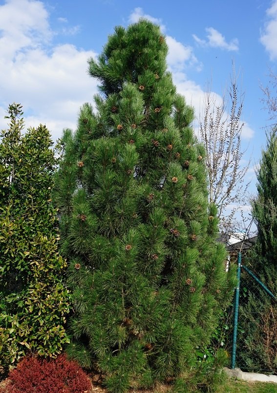 Pinus nigra Green Tower1