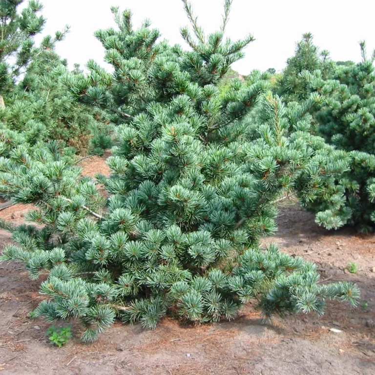 Pinus parviflora Negishi2