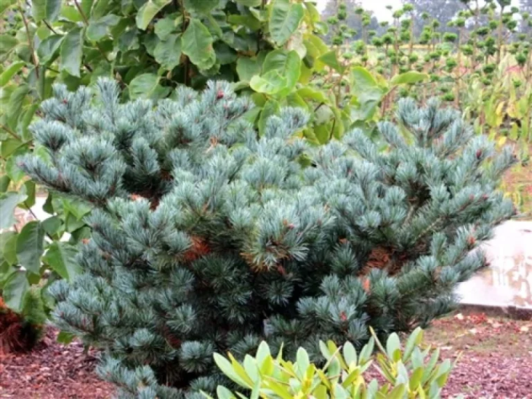 Pinus parviflora Negishi3