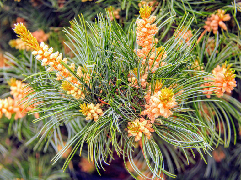 Pinus parviflora Negishi4