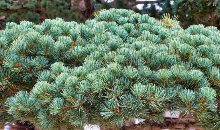 Pinus parviflora Negishi5