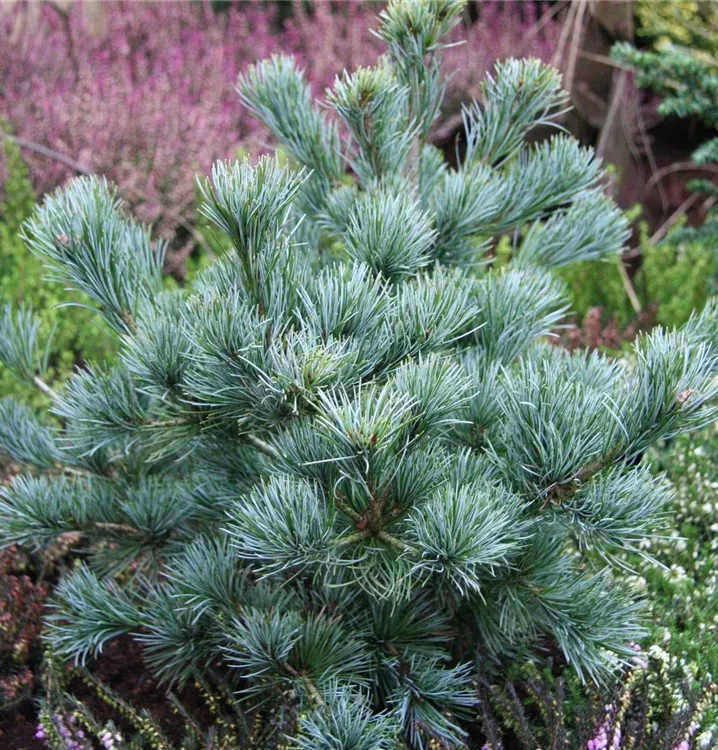 Pinus parviflora Negishi6