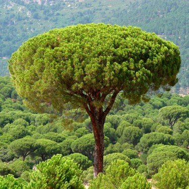 Pinus pinea1
