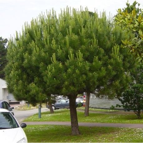 Pinus pinea4