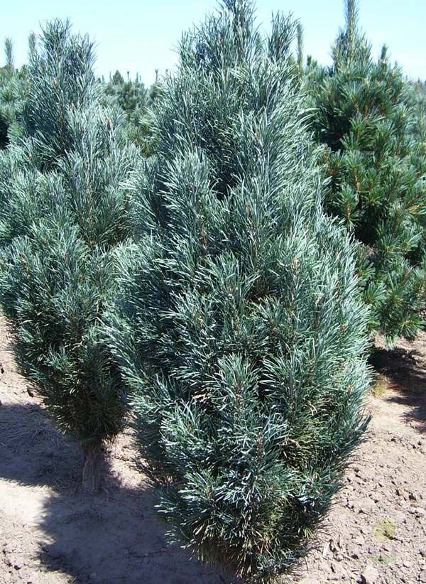 Pinus sylvestris Fastigiata1