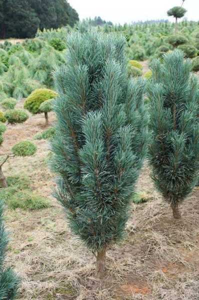 Pinus sylvestris Fastigiata2