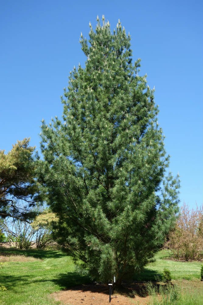 Pinus sylvestris Fastigiata3