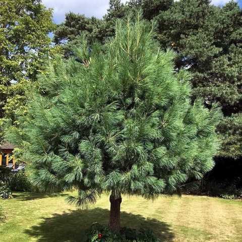 Pinus wallichiana1