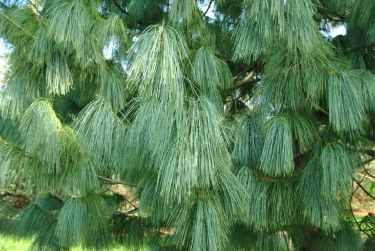 Pinus wallichiana2