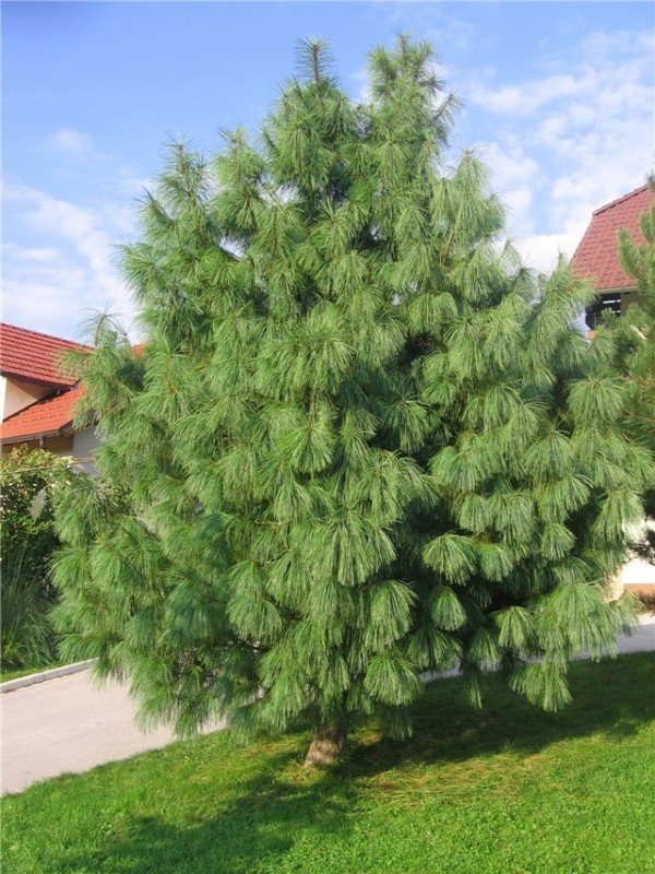 Pinus wallichiana3