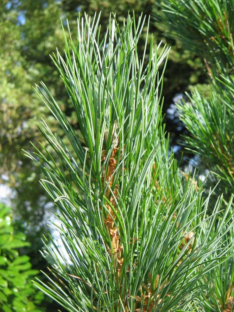 Pinus_cembra_leaves