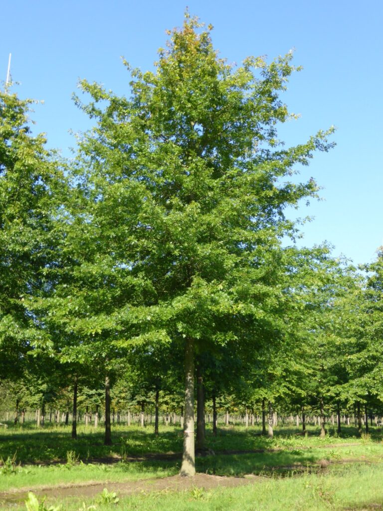 Quercus palustris1