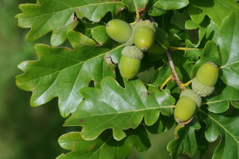 Quercus petraea1