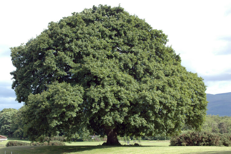 Quercus petraea3